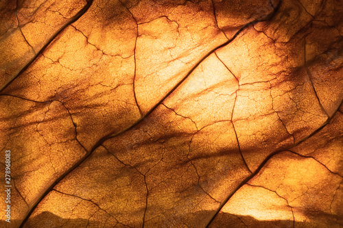 dry tobacco leaf close-up macro photo