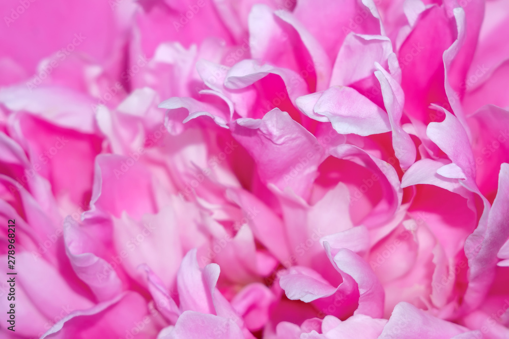 pink peony petals close-up macro