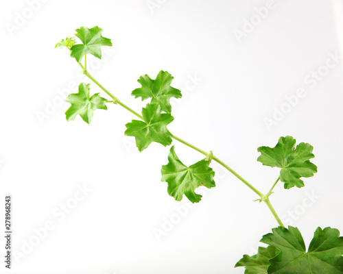 Wallpaper Mural Geranium Pelargonium Leaf Isolated On White Background Torontodigital.ca