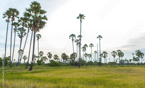 Sugar palm in rice field Landscape view in Thailand