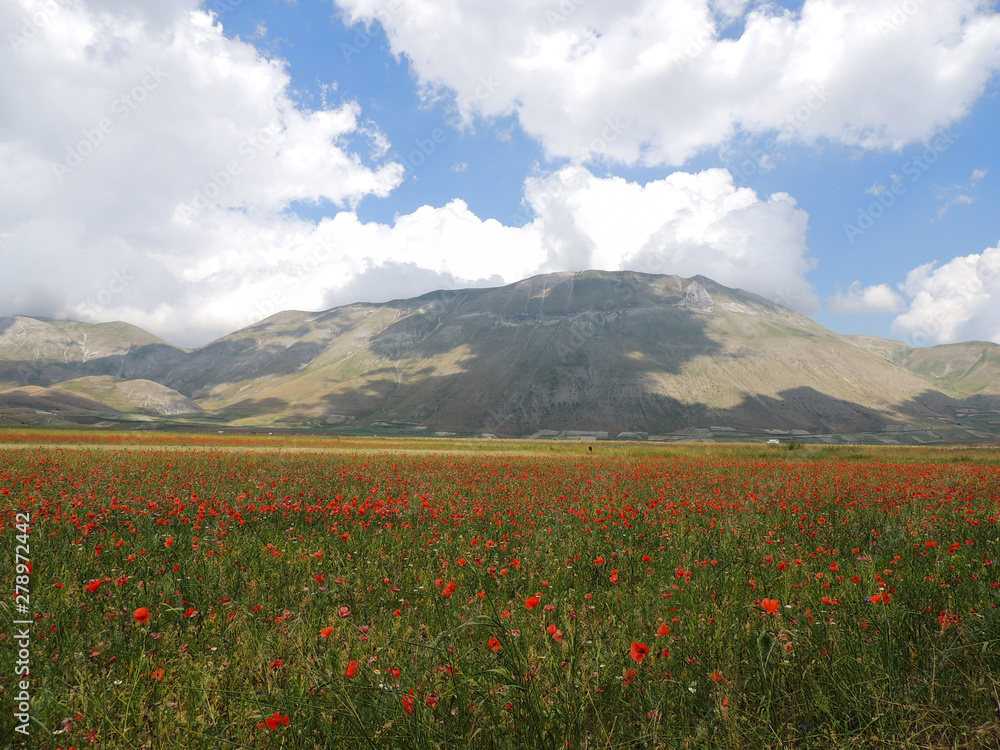 The plains of Castelluccio di Norcia in the national park of 