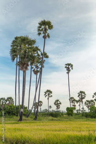 Sugar palm in rice field Landscape view in Thailand