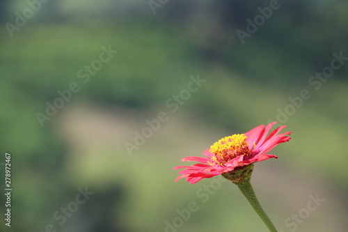 flower on green background of grass
