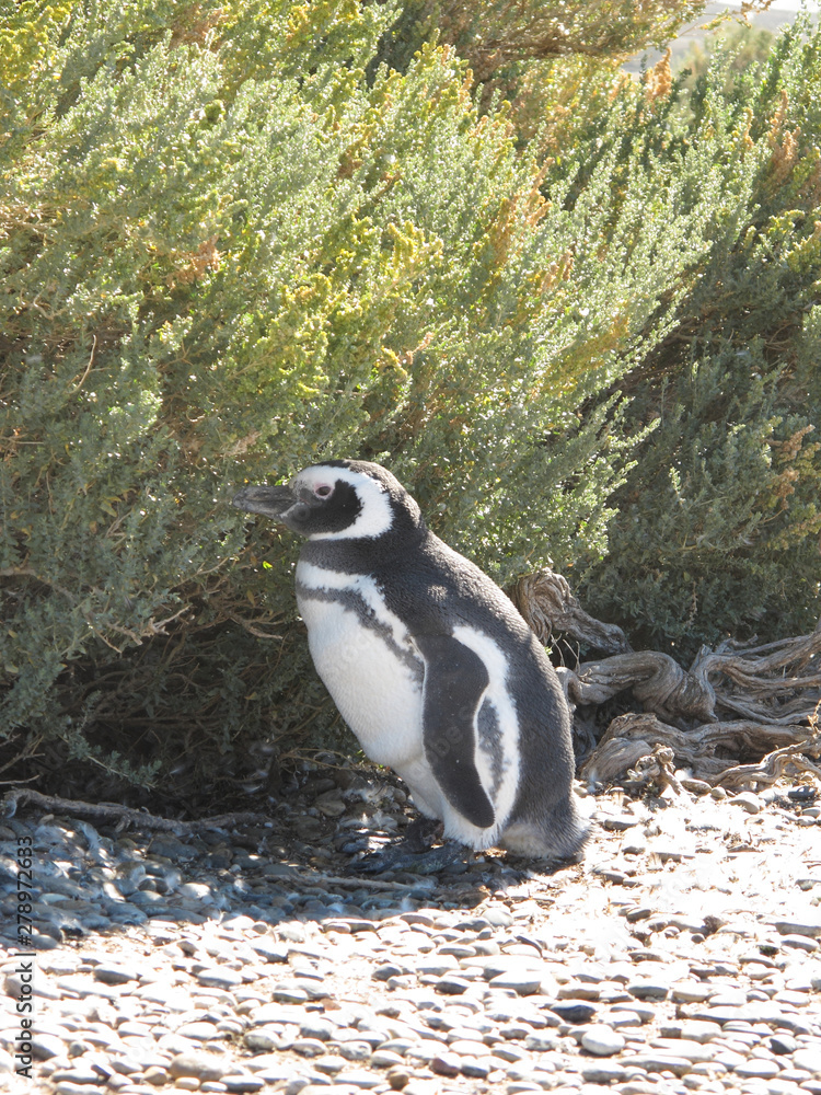 Naklejka premium Magellanic penguins (Spheniscus magellanicus). - stock photo Peninsula Valdes Animal Reserve, Peninsula Valdes, Chubut, Argentina, Patagonia, South America