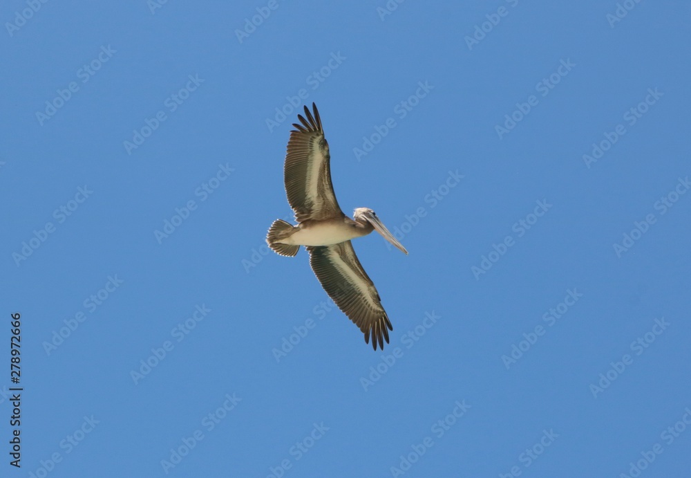 Fototapeta premium Pelican in flight seen from below