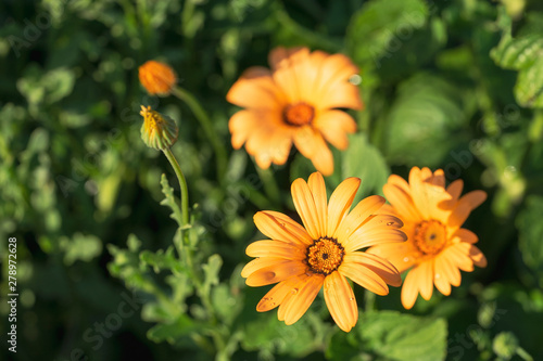 On a green background is sunny yellow flower Doronikum with water drops.  Close-up, top view. photo