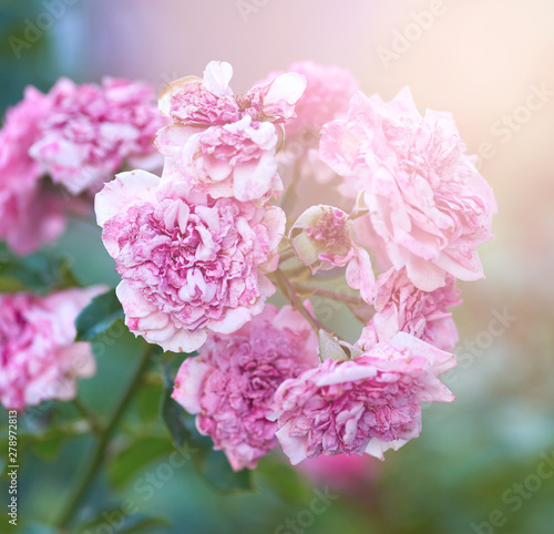 Wallpaper Mural bush of roses with faded pink flowers on a summer evening Torontodigital.ca