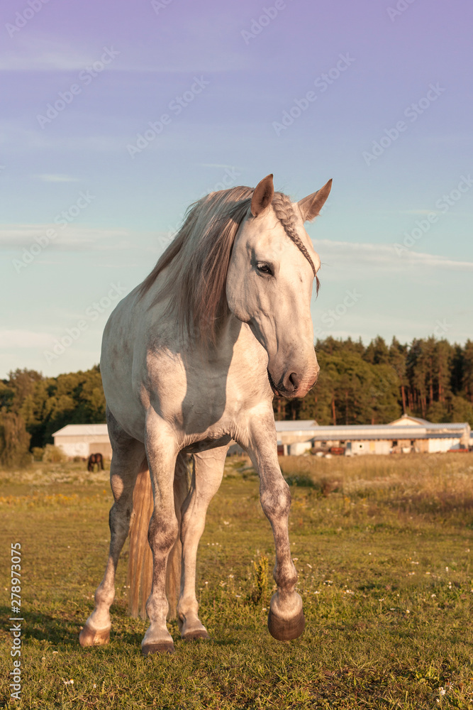 White spanish horse walking in the pasture near stables. Purple evening sky and full moon. Animal portrait.