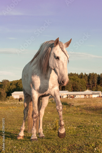 White spanish horse walking in the pasture near stables. Purple evening  sky and full moon. Animal portrait.