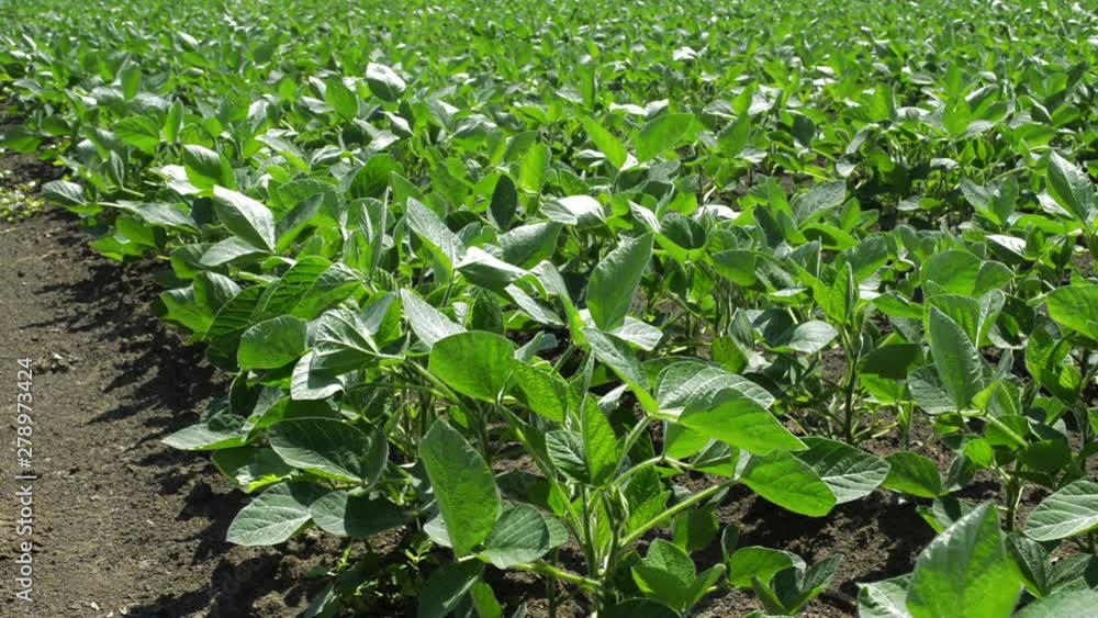 Organic farming soy plantation. Young green soybean crops growing on plantation. Organic farming soy plantation. Young green soybean crops growing on plantation.