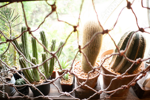 nature zone in cafe, green ...