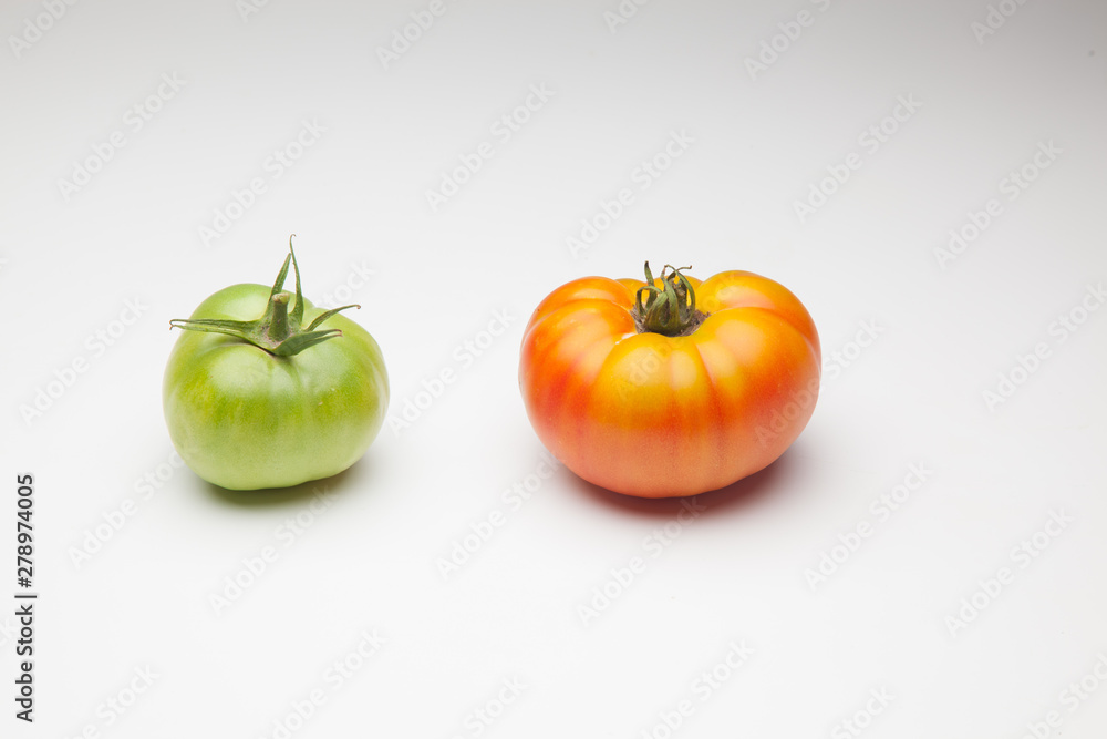 Proceso de maduración del tomate, se recoge verde de la planta y se deja madurar fuera, en neveras para que llegue y se mantenga fresco durante mucho tiempo Proceso de maduración del tomate, se recoge verde de la planta y se deja madurar fuera, en neveras para que llegue y se mantenga fresco durante mucho tiempo