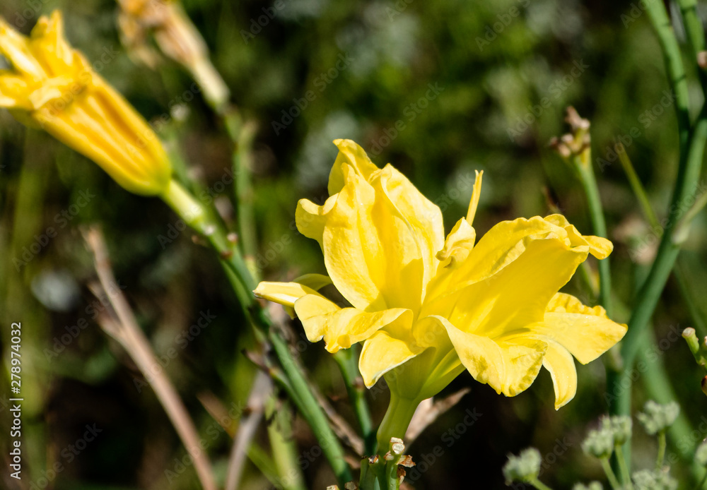 Fototapeta premium Wild forest flowers