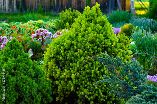 spruce, evergreen spruce in landscape design in the botanical garden.