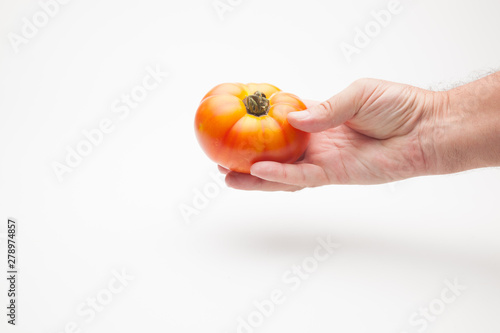 Tomate en la mano de una persona adulta. Tomate sobre fondo blanco y en la mano derecha de un ser humano. Tomate saludable, ecológico preparado para ser vendido o comido o cocinado.