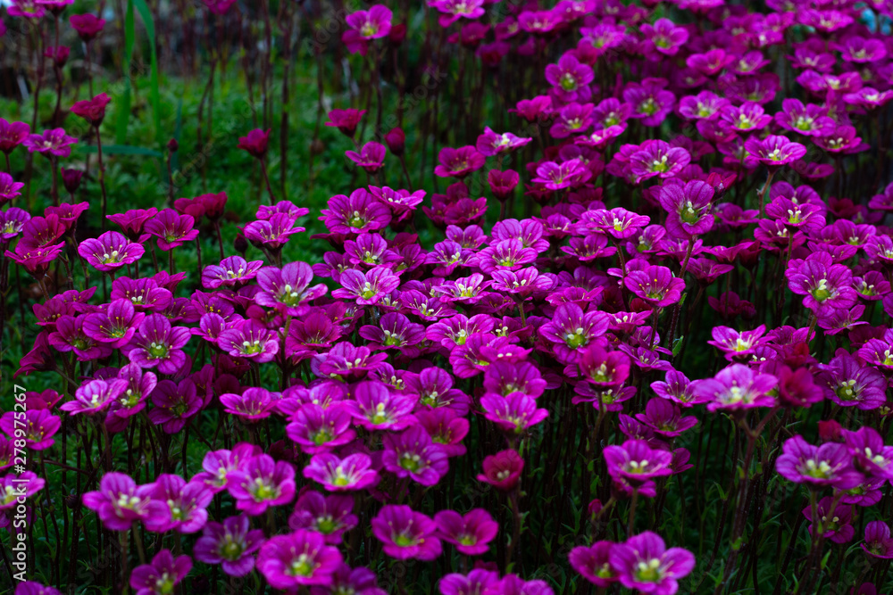 Floral background of pink flowers of saxifrage, spring blooming of saxifrage, small pink flowers