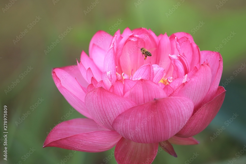 Fototapeta premium 藤原京 蓮