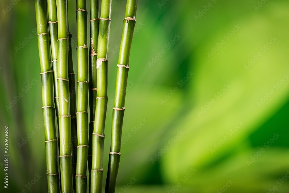 Obraz premium Bamboo