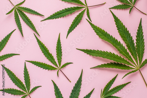 Fresh leaves of hemp on a pink background with copy space. Top view.