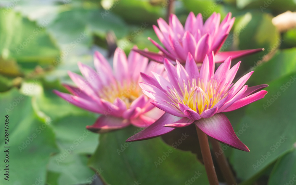 Pink lotus flowers blooming in lotus pond,,selective focus,blurred green leaf background.water lily aquatic plants for worship Pink lotus flowers blooming in lotus pond,,selective focus,blurred green leaf background.water lily aquatic plants for worship