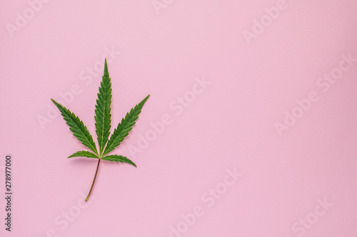 Fresh leaves of hemp on a pink background with copy space. Top view.