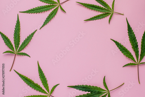 Fresh leaves of hemp on a pink background with copy space. Top view.