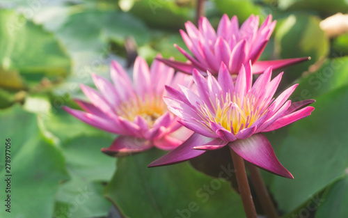 Pink lotus flowers blooming in lotus pond,,selective focus,blurred green leaf background.water lily aquatic plants for worship