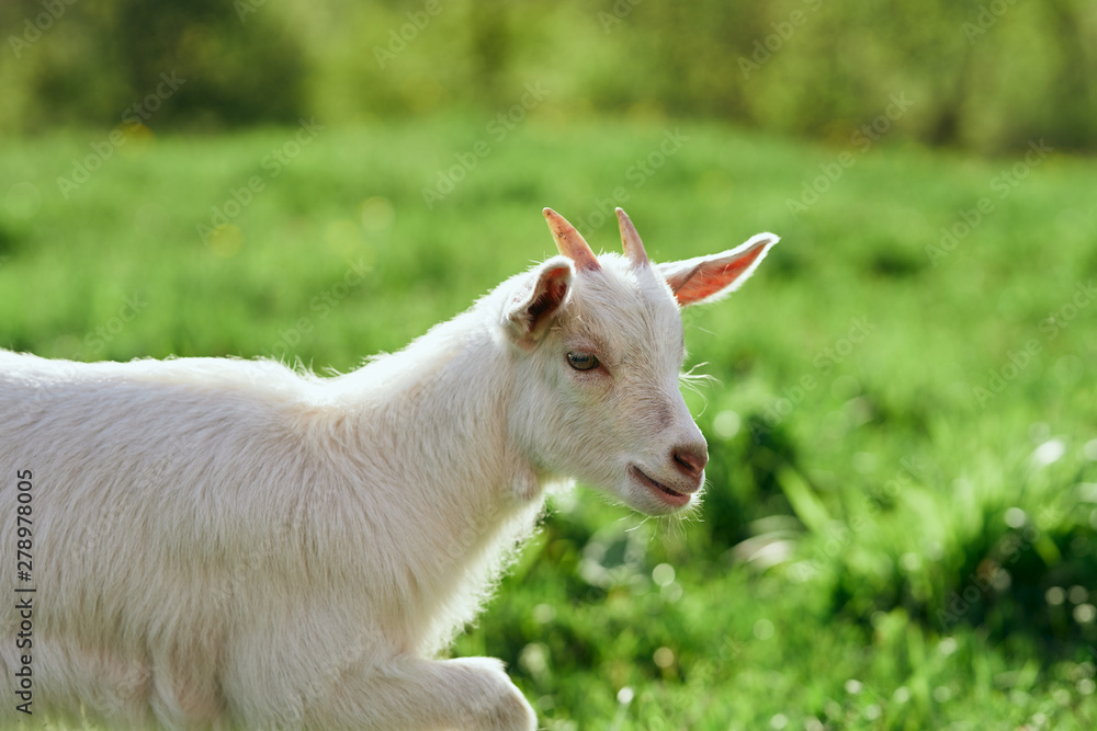 goat on a meadow goat on a meadow