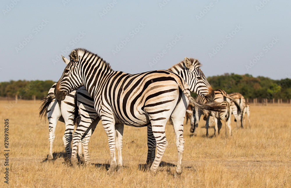 Obraz premium zebra goes on the grass