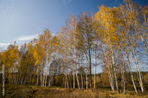 Birch trees with yellow leaves on a sunny day. Autumn landscape.