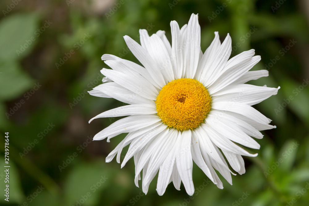white daisy flower on blurred background white daisy flower on blurred background
