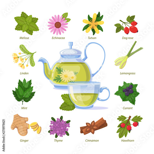 Herbal green tea a cup. Healthy medicinal plant