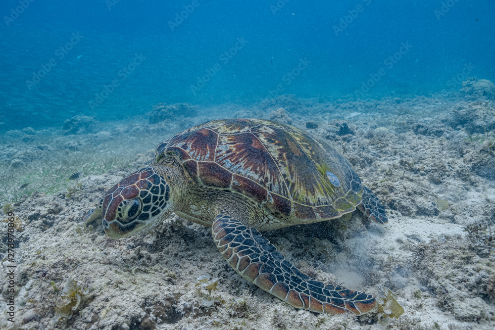 Close up view of a green sea turtle feeding on a sea grass. Green sea turtles are herbivores. The jaw is serrated to help the turtle easily chew seagrasses and algae, its primary food sources. Close up view of a green sea turtle feeding on a sea grass. Green sea turtles are herbivores. The jaw is serrated to help the turtle easily chew seagrasses and algae, its primary food sources.