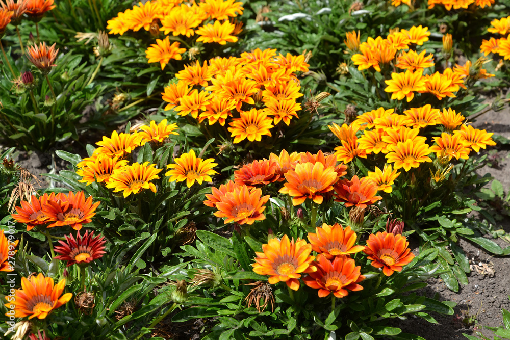 Flower bed with gazaniy (gatsaniya) hardish (Gazania rigens (L.) Gaertn.) Flower bed with gazaniy (gatsaniya) hardish (Gazania rigens (L.) Gaertn.)
