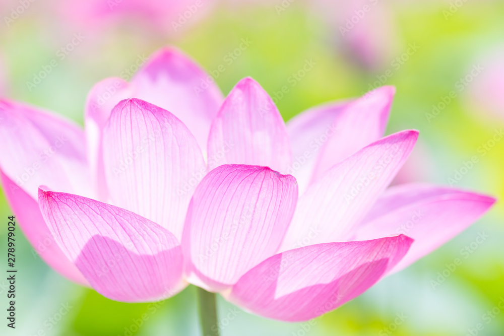 Fototapeta premium 蓮の花