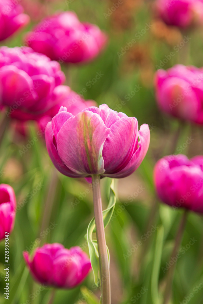 lilac tulip with green leaves in the garden