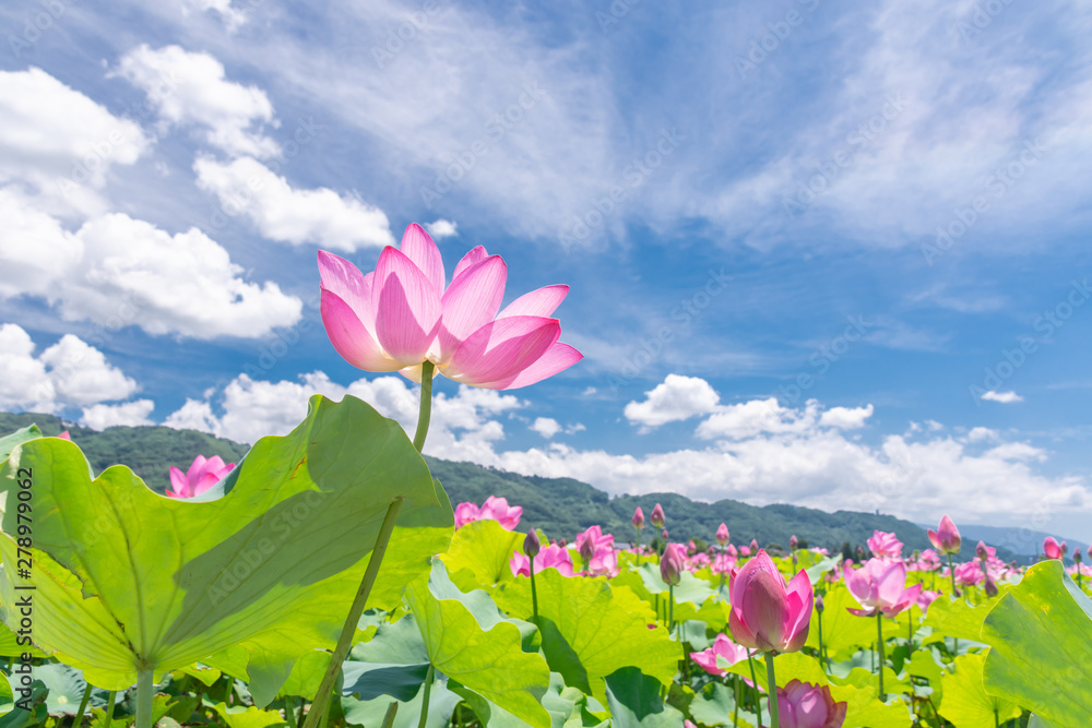 安曇野の蓮の花 Stock 写真 Adobe Stock