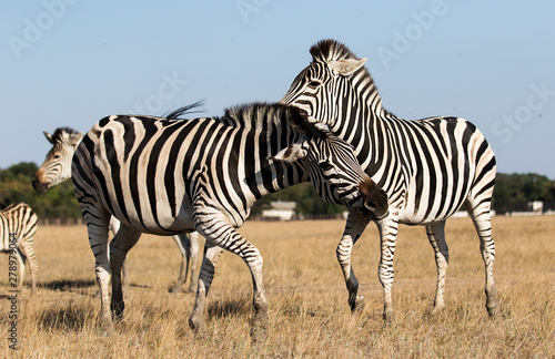 Fototapeta samoprzylepna zebra idzie na trawę