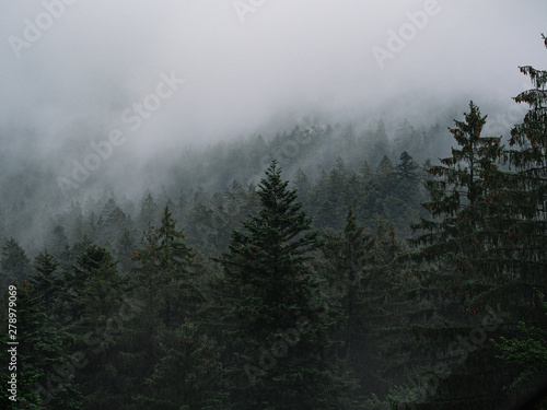 fog in the forest, mystical landscape, aerial view