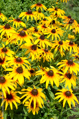 Blossoming of a coneflower hairy  Rudbeckia hirta L. . Background