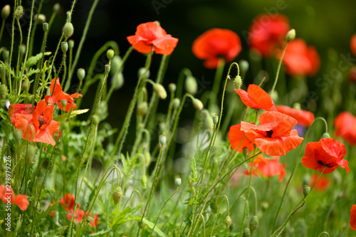 Obraz na plátně Red Poppies and UK wildflowers