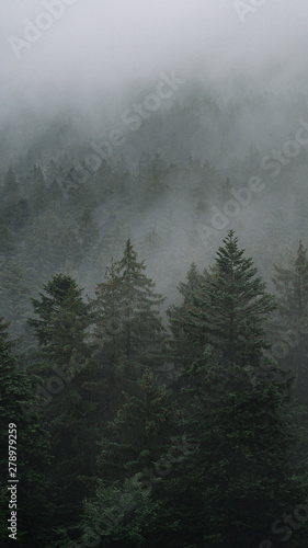 Fototapeta Naklejka Na Ścianę i Meble -  fog in the forest, mystical landscape, aerial view