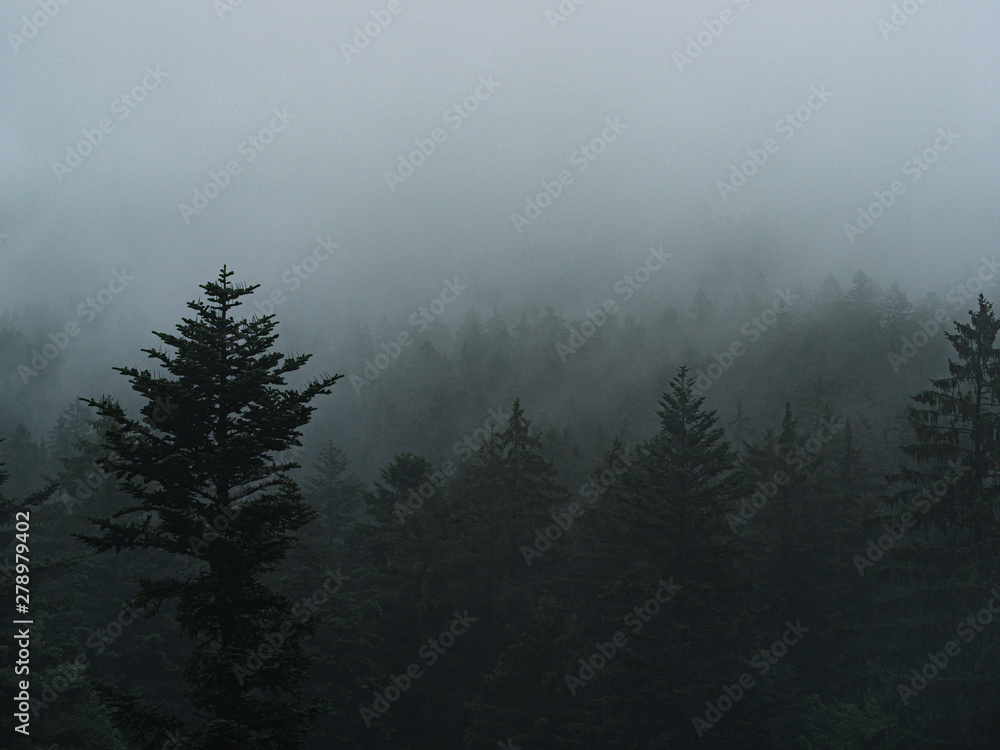fog in the forest, mystical landscape