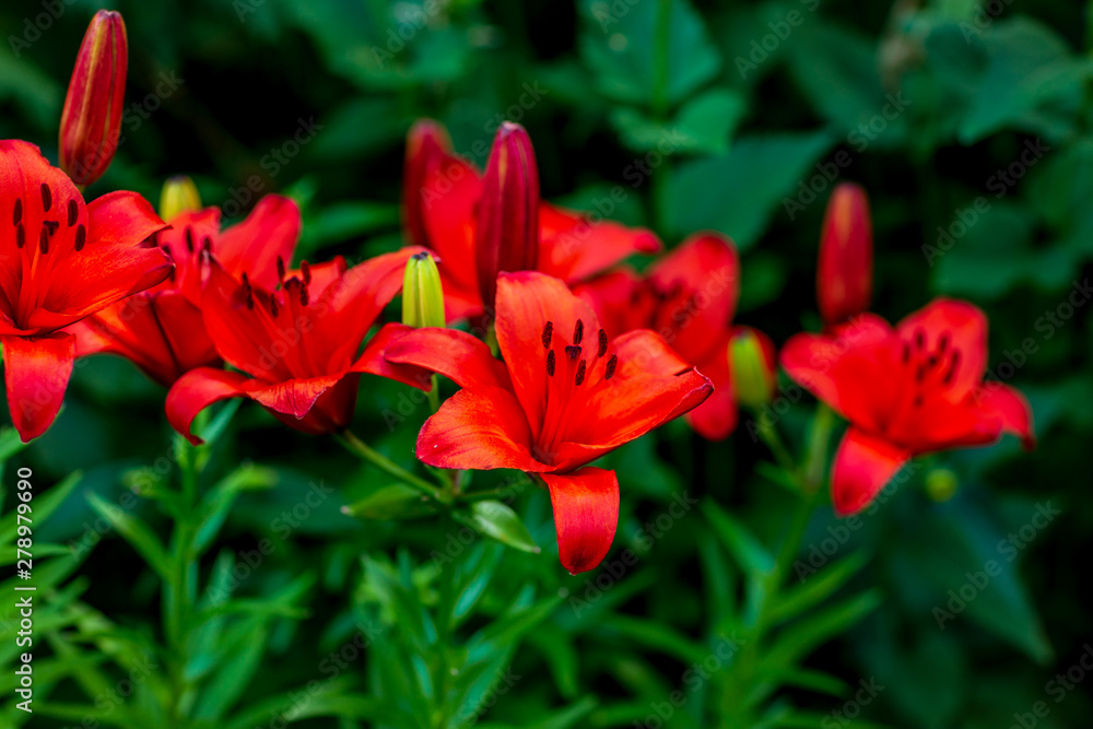 colorful lilies in the garden shot on a clear summer evening