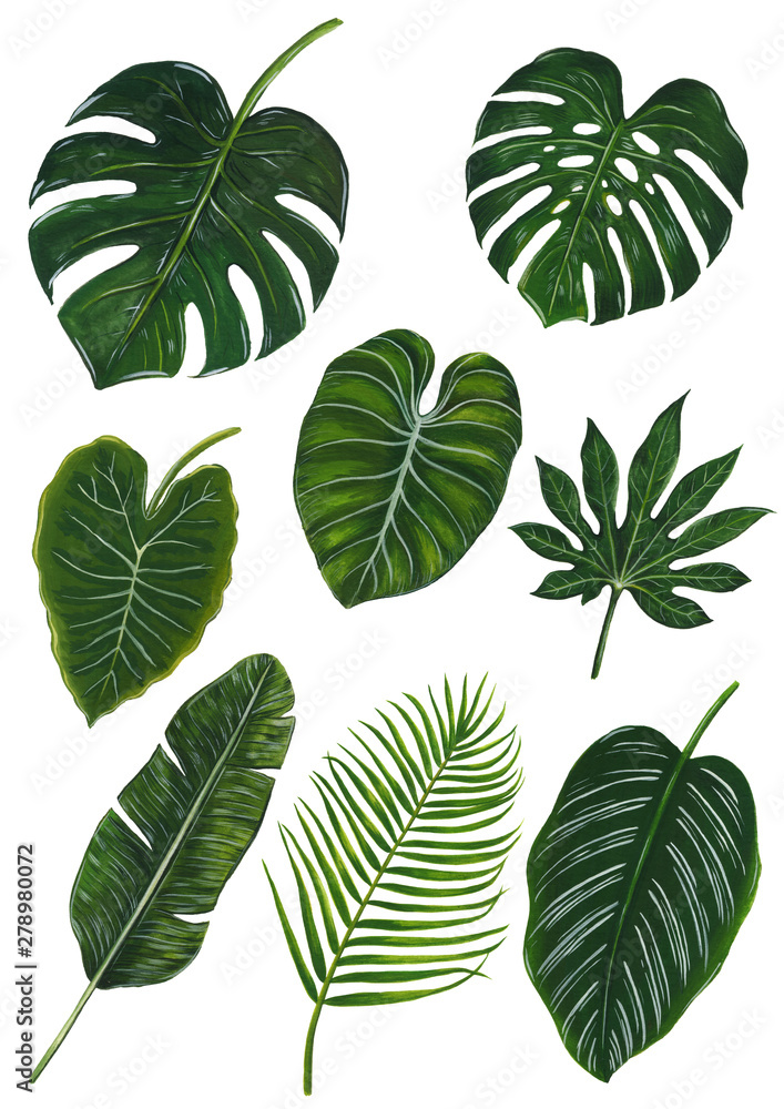 Tropical Leaf Watercolor Tropical Leaf Watercolor