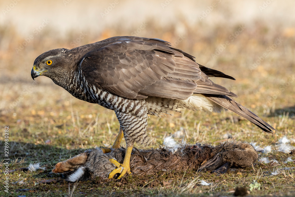 Obraz premium Adult male Northern Goshawk, (Accipiter gentilis), feeding on the ground of a wild rabbit