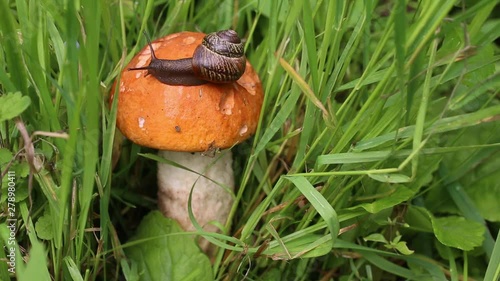 Wallpaper Mural The snail is slowly crawling on the mushroom cap. Red-capped Scaber Stalk (Leccinum aurantiacum) stands surrounded of light green grass Torontodigital.ca