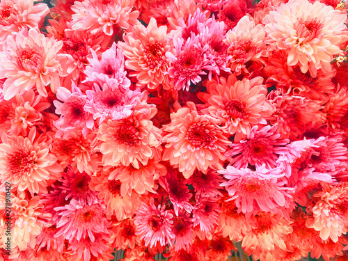 An arrangement of bright orange and pink colored flowers. Perfect for valentines day or a wedding background. Can be used for spring or natur
