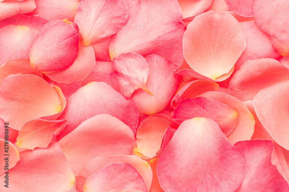 texture pink rose petals texture pink rose petals