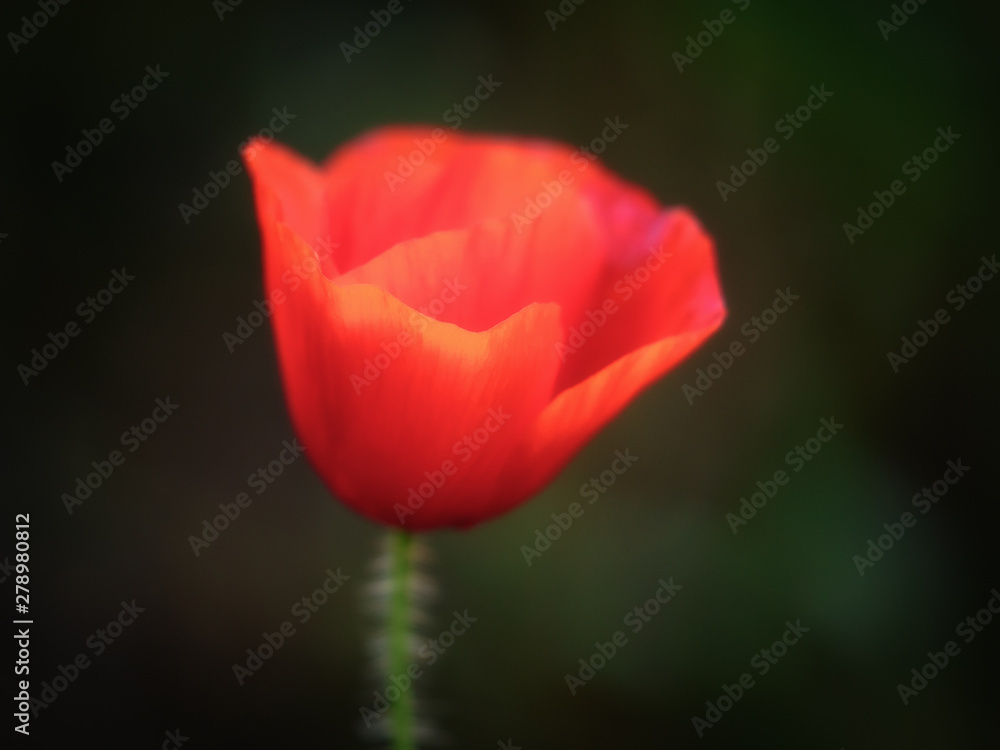 Red Summer Poppy Flower Red Summer Poppy Flower